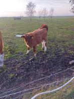 Brandrood stier kalfje, Dieren en Toebehoren, Stalling en Weidegang