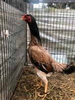 Shamo hen, Vrouwelijk, Kip