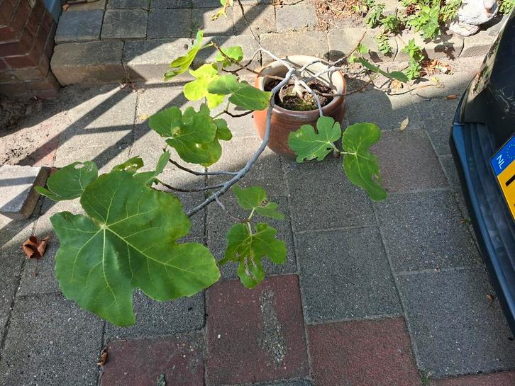 VIJG VOLWASSEN VAN ENKELE JAREN OUD, Tuin en Terras, Planten | Fruitbomen, Vijgenboom, Minder dan 100 cm, Ophalen