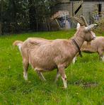 Toggenburger stamboek geit te koop, Dieren en Toebehoren, Schapen, Geiten en Varkens, Vrouwelijk, Geit, 3 tot 5 jaar
