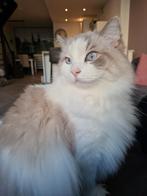 Ragdoll kater (gecastreerd), Dieren en Toebehoren, Katten en Kittens | Raskatten | Langhaar, Kater