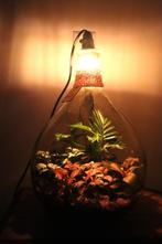 Ecosysteem/planten terrarium/flessentuin met lamp, Overige soorten, Minder dan 100 cm, Halfschaduw, In pot