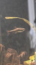 4 stuks Nannostomus beckfordi – Potloodvisjes, Dieren en Toebehoren, Vissen | Aquariumvissen, Vis, Zoetwatervis, Schoolvis
