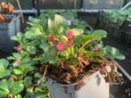 Aardbei - Fragaria anannans white/roze  tuin, Tuin en Terras, Planten | Tuinplanten, Ophalen of Verzenden, Vaste plant, Overige soorten