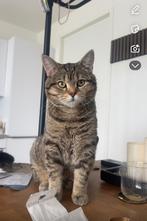 Beschikbaar: dekkater Milo – Unieke Britse Korthaar, Dieren en Toebehoren, Katten en Kittens | Dekkaters, 0 tot 2 jaar