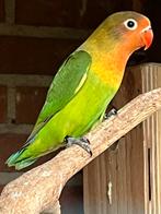 Agapornis/dwergpapegaai 2025, Dieren en Toebehoren, Vogels | Parkieten en Papegaaien, Geslacht onbekend, Dwergpapegaai of Agapornis