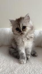 Perzische kitten (poes), Dieren en Toebehoren, Katten en Kittens | Raskatten | Langhaar, Poes, Ontwormd