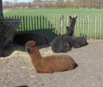 alpaca wol, Ophalen, Nieuw, Spinwol