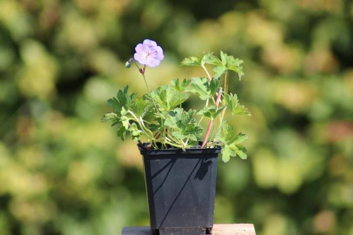 Geranium Spessart karmina rozanne macrorrhizum orion, Tuin en Terras, Planten | Tuinplanten, Vaste plant, Overige soorten, Volle zon
