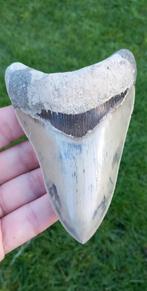 Onderkaakse Megalodon haaientand fossiel uit Indonesië haai, Verzamelen, Mineralen en Fossielen, Ophalen of Verzenden, Fossiel