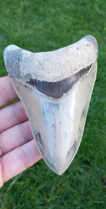 Onderkaakse Megalodon haaientand fossiel uit Indonesië haai beschikbaar voor biedingen
