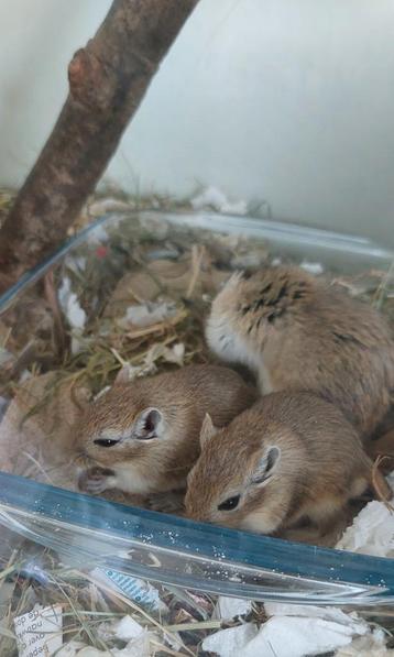 Gerbils! Woestijn ratjes! 2 broertjes! Móeten zsm weg.. beschikbaar voor biedingen