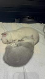 Britse Korthaar Kittens, Kater, Ontwormd, 0 tot 2 jaar