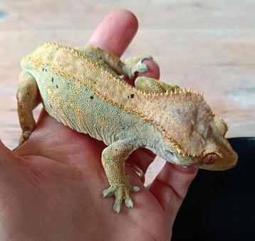 Wimpergekko vrouw  beschikbaar voor biedingen