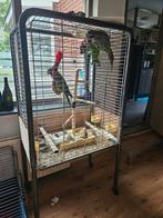 Te koop jonge Derbyan Parkieten, Meerdere dieren, Parkiet, Geringd