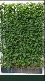 Kant en klaar haag - Volle schermen - Hedera hagen - Rek, Vaste plant, Ophalen of Verzenden, Bloeit niet, Halfschaduw