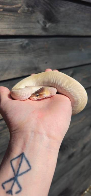 0.1 Phantom Special GHI pos Het Ghost beschikbaar voor biedingen