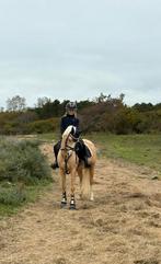 Welsh Palomino Merrie Pony, Merrie, Ontwormd