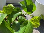 Pothos / Epipremnum aureum, Huis en Inrichting, Kamerplanten, Ophalen of Verzenden, Overige soorten, Minder dan 100 cm