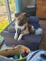 Max zoekt een baasje, Dieren en Toebehoren, Honden | Niet-rashonden, Particulier, Reu, Buitenland, Parvo