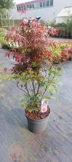 Japanse esdoorn in diverse soorten, Ophalen of Verzenden, Overige soorten, Halfschaduw