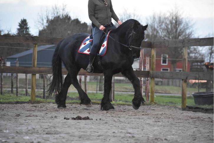 Te lease: Hendrik, een droom van een Fries!, Diensten en Vakmensen, Dieren | Paarden | Verzorging, Oppas en Les, Ruiter of Bijrijder