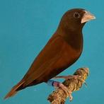 Bruinkopnonnen Lonchura a. brunneiceps, Dieren en Toebehoren, Meerdere dieren, Tropenvogel, Geringd