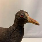 Vintage taxidermie waterhoen jaren 70, Verzamelen, Ophalen of Verzenden, Gebruikt, Vogel, Opgezet dier