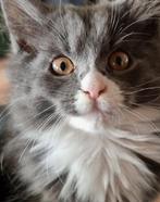 Prachtige Maine Coon XXL kittens, Meerdere dieren, Ontwormd