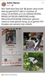 vermist poes omgeving andijk naam skittles, Dieren en Toebehoren, Kat