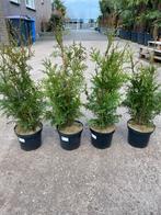 Thuja conifeer 50-70cm schutting afrastering erfafscheiding, Tuin en Terras, Ophalen, Bloeit niet, Overige soorten