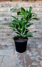 Prunus laurocerasus 'Genolia 🌿 haagplant groenblijvend, Tuin en Terras, Planten | Struiken en Hagen, Ophalen, Laurier, Minder dan 100 cm