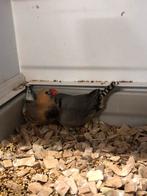 Mooi koppel zebravinken, Dieren en Toebehoren, Vogels | Overige Vogels, Meerdere dieren