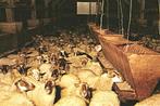 908281	Ruinen	Dwingeloo Drenthe	Schaapskudde	Nette oude kaar, Verzamelen, Ansichtkaarten | Nederland, Ophalen of Verzenden, Ongelopen