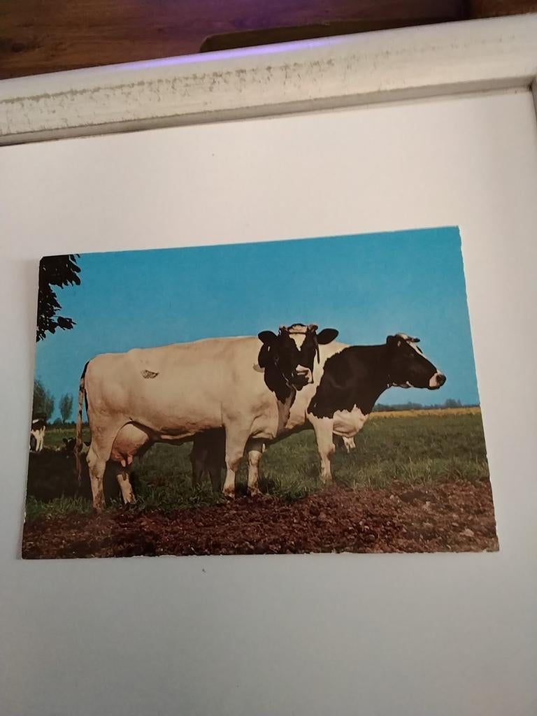 KOEIEN IN DE WEI. 1985, Ophalen of Verzenden, 1980 tot heden