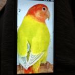 ik heb mooie agarponisen  jongen om tam te maken en volwasen, Meerdere dieren, Parkiet, Tam