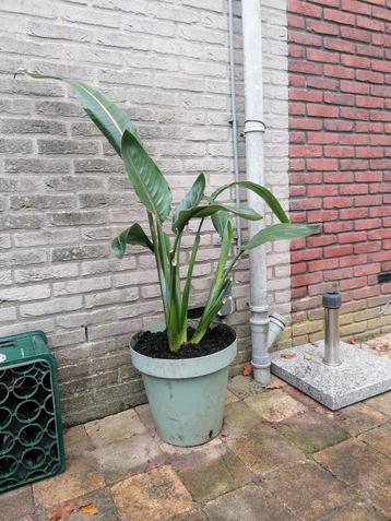 Strelitzia Reginae - Paradijsvogelbloem beschikbaar voor biedingen
