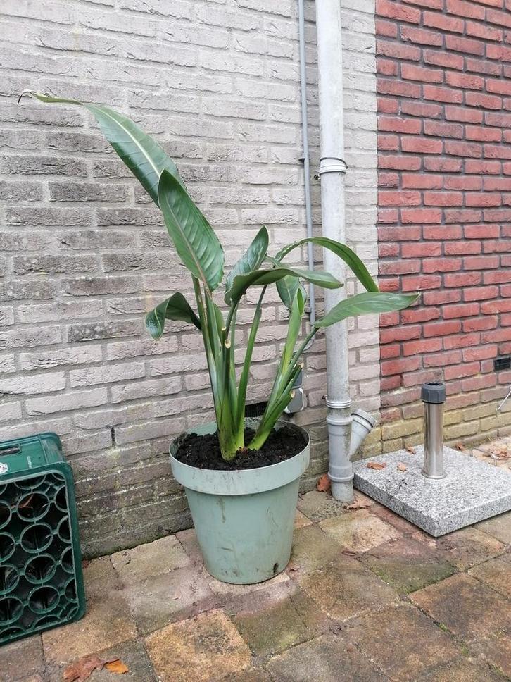 Strelitzia Reginae - Paradijsvogelbloem, Tuin en Terras, Planten | Tuinplanten, Overige soorten, Volle zon, Ophalen