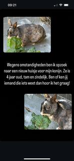 Vrouwelijk konijn, Dieren en Toebehoren, Konijnen, Vrouwelijk, Klein, 3 tot 5 jaar