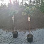 Hulst | Ilex aquifolium, Ophalen, Vaste plant, Overige soorten, Halfschaduw