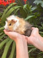 Schattig jong Cavia beertje (Stip) zoekt gouden huisje!, Cavia, Juni, Mannelijk, Tam