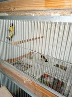 Zwartkopsijs, Meerdere dieren, Tropenvogel