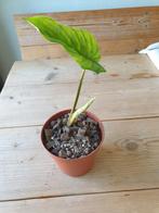 Philodendron Sodiroi plant, Ophalen of Verzenden, Overige soorten, In pot, Minder dan 100 cm