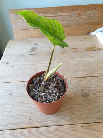 Philodendron Sodiroi plant beschikbaar voor biedingen