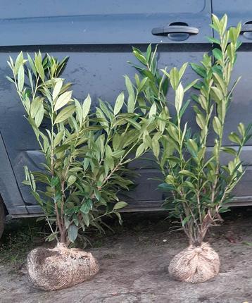 Prunus Caucasica Laurier haag 80/100 t/m 200cm beschikbaar voor biedingen