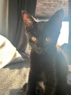 Lieve kitten met spoed opzoek naar een nieuwe huisje., Dieren en Toebehoren, Poes, Ontwormd