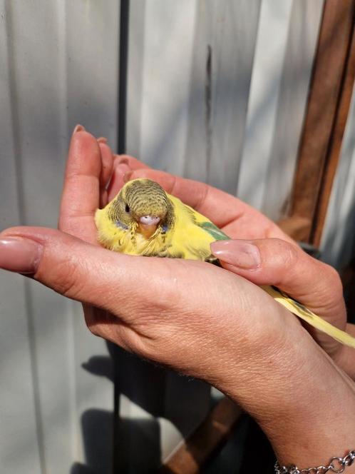 Te koop blackface/blackwing (bonte) grasparkietjes, Dieren en Toebehoren, Vogels | Parkieten en Papegaaien, Parkiet, Meerdere dieren