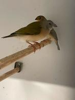 Gouldamadines, Dieren en Toebehoren, Vogels | Overige Vogels, Meerdere dieren