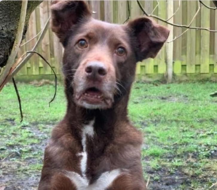 Brown een speels en blij ei, Dieren en Toebehoren, Honden | Niet-rashonden, Teef, Particulier, Eén hond, Nederland, 6 jaar of ouder