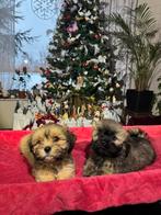 Lhasa apso puppy’s / boomer / shih Tzu., Dieren en Toebehoren, Honden | Chihuahua's en Gezelschapshonden, Parvo, Overige rassen